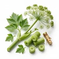 Angelica