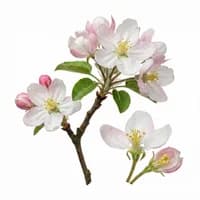 Apple Blossom