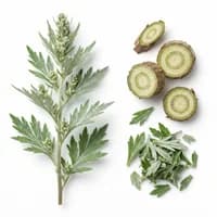 Artemisia