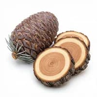 Atlas Cedar