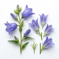 Bellflower