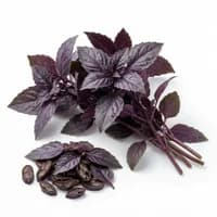 Black Basil