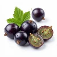 Black Currant