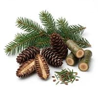Black Hemlock