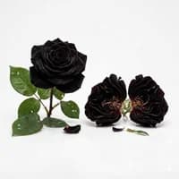 Black Rose