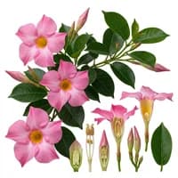 Brazilian Jasmine