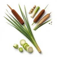 Bulrush