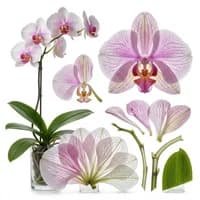 Butterfly Orchid
