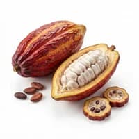 Cacao