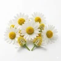 Chamomile