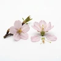 Cherry Blossom