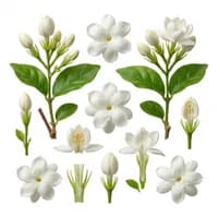 Chinese Jasmine