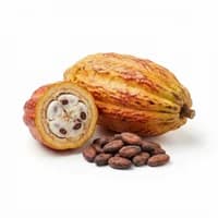 Cocoa