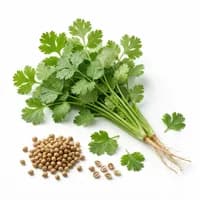 Coriander