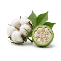 Cotton Flower