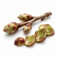 Currant Buds