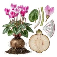 Cyclamen