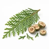Cypress Leaf