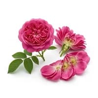 Damask Rose