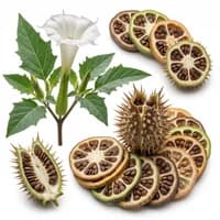 Datura