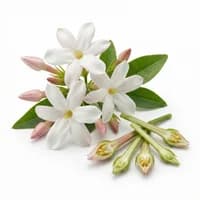 Egyptian Jasmine