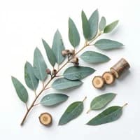 Eucalyptus