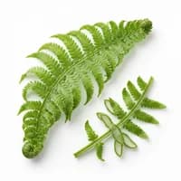 Fern