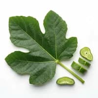 Fig Leaf
