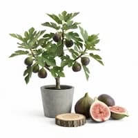 Fig Tree