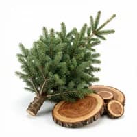 Fir