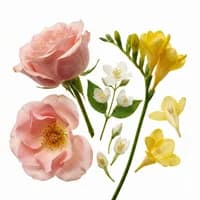 Floral Notes