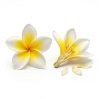 Frangipani