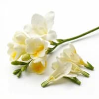 Freesia