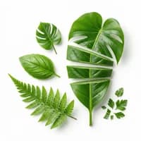 Green Leaves