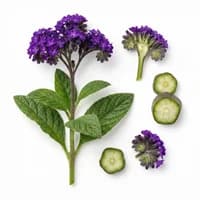 Heliotrope