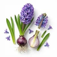 Hyacinth