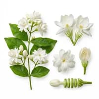 Indian Jasmine