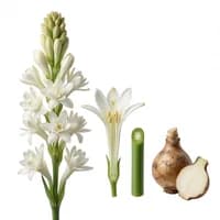Indian Tuberose
