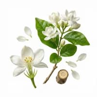 Jasmine Sambac