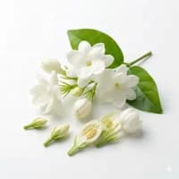 Jasmine