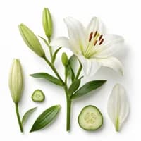 Lily