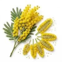 Mimosa