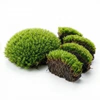 Moss