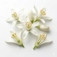 Neroli