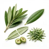 Olive Leaf