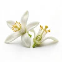 Orange Blossom