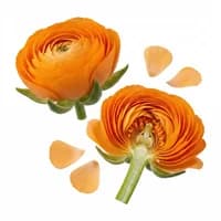 Orange Flower