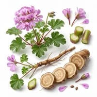 Pelargonium