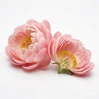Peony