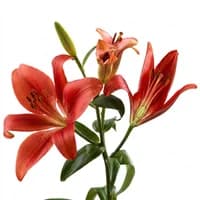 Red Lily